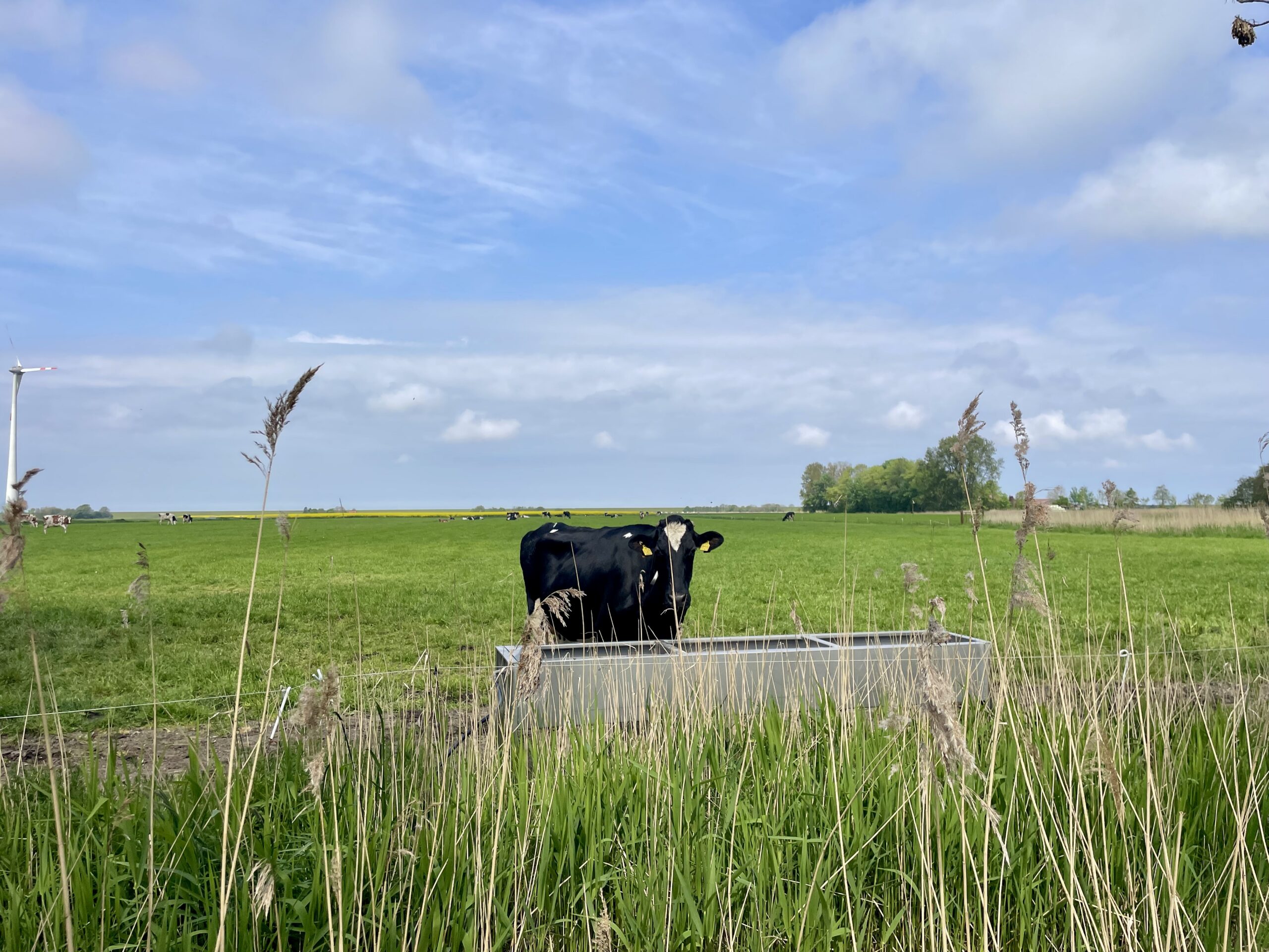 Illustration einer Radtour in Butjadingen